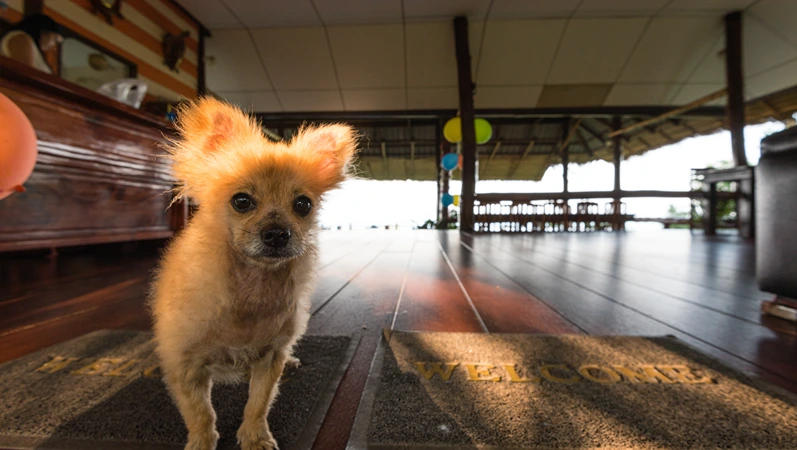 Closeup of dog on entrance mat of restaurant on tropical island