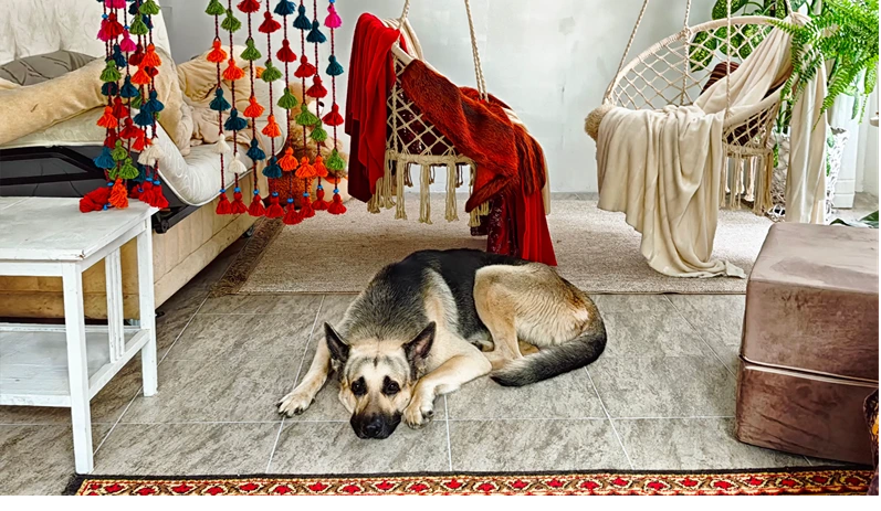 A loyal German Shepherd relaxes on the floor in a warm living room filled with colorful hanging decor and inviting seating options.