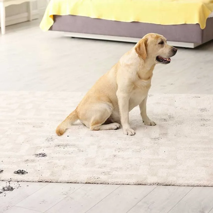 Dirty footprints of dog on Area rug | Shans Carpets And Fine Flooring